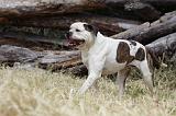 BOULEDOGUE AMERICAIN 080